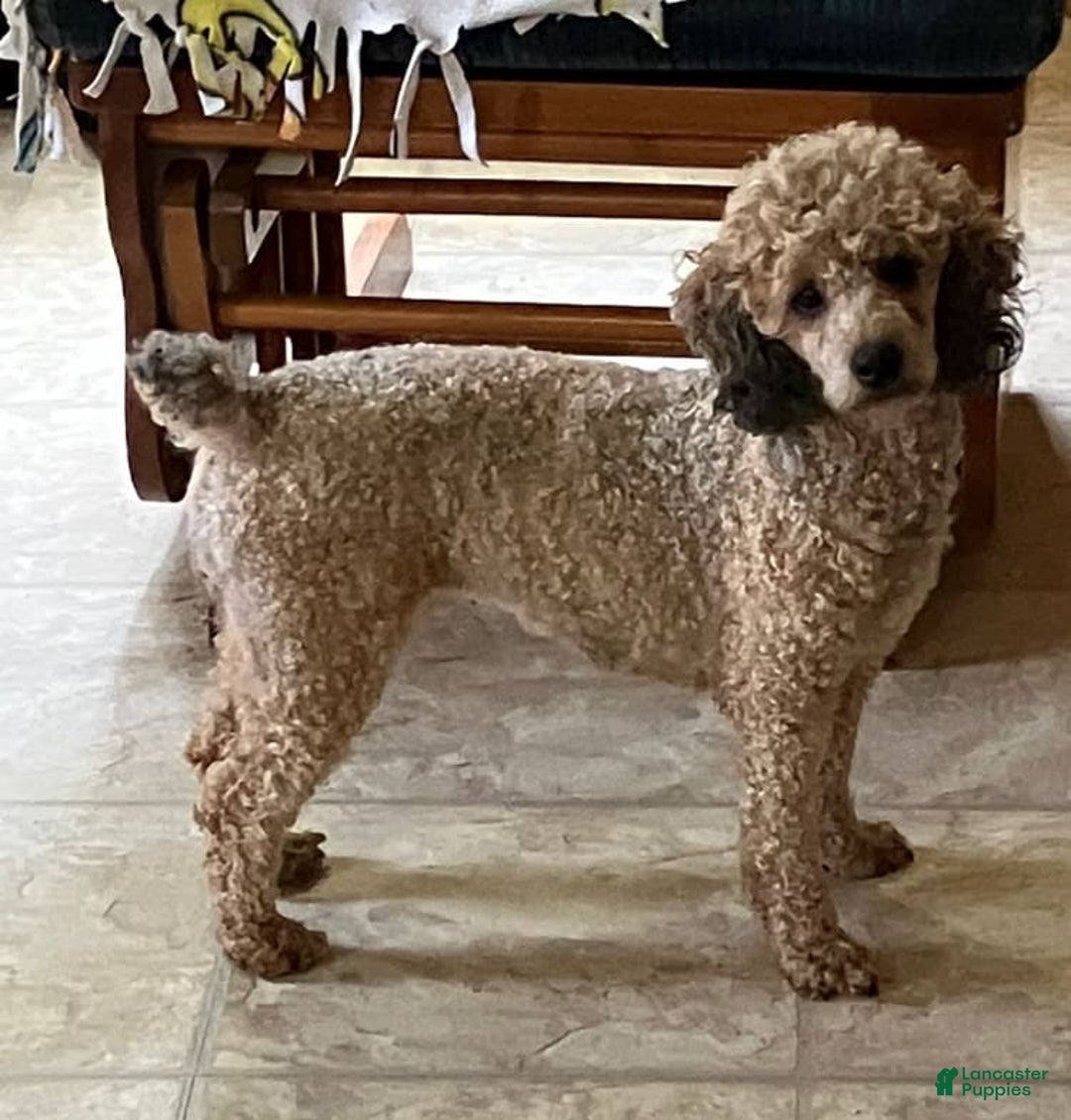 Toy Poodle dogs for sale: Jubilee - Image 9