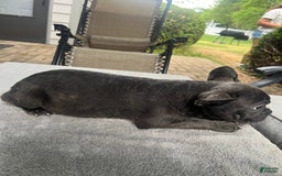 French Bulldog dogs for sale: French Bulldog 6 puppies - Image 8