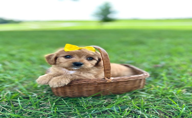 Cavapoo dogs for sale - Ad 2