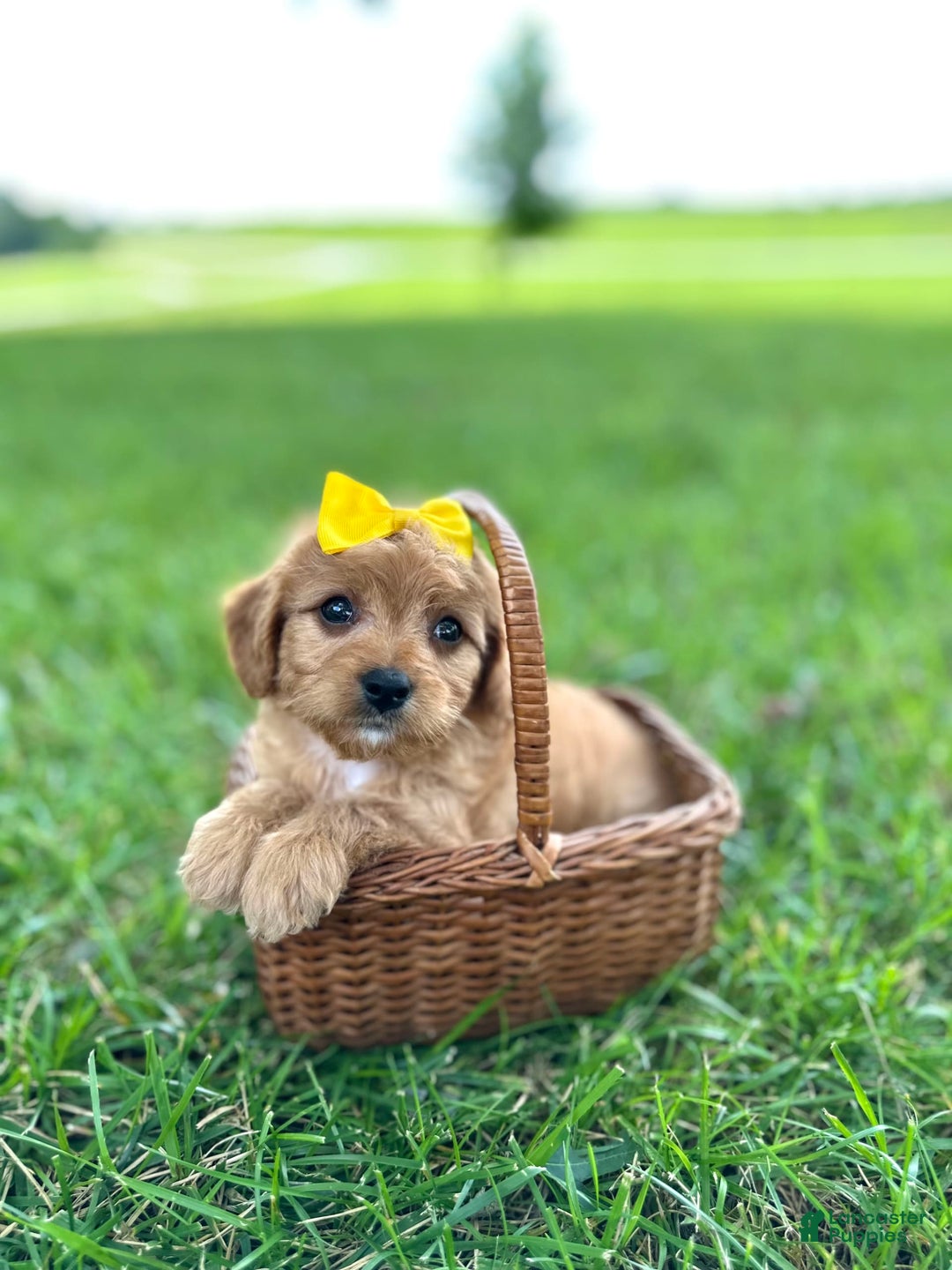 Cavapoo dogs for sale: Cavapoo 5 puppies - Image 4