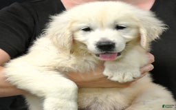 Golden Retriever dogs for sale: Beau - Image 3