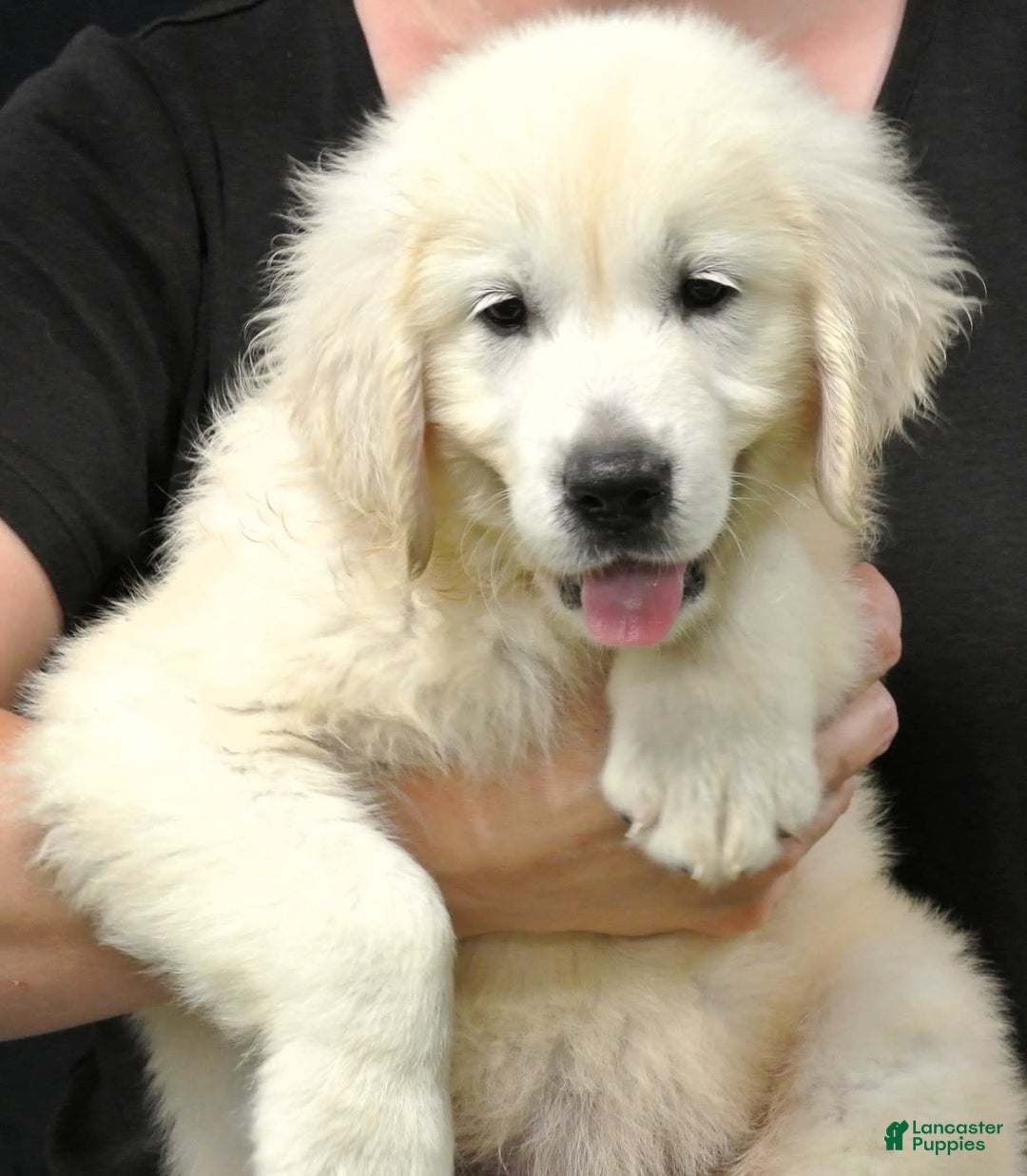 Golden Retriever dogs for sale: Beau - Image 3