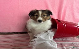 Shetland Sheepdog dogs for sale: Silas - Image 3