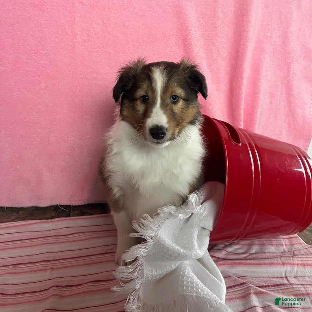 Shetland Sheepdog dogs for sale: Silas - Image 3