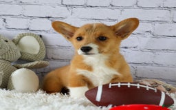 Welsh Corgi Pembroke dogs for sale: Gilbert - Image 4