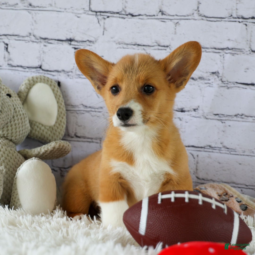 Welsh Corgi Pembroke dogs for sale: Gilbert - Image 4