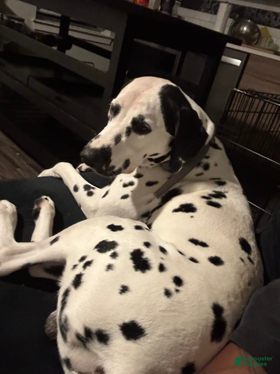 Dalmatian dogs for sale: Spade - Image 2