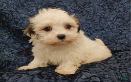 Havanese dogs for sale: Hayden - Image 2