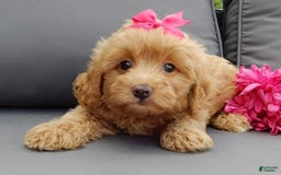 Cavapoo dogs for sale: Caramel - Image 4