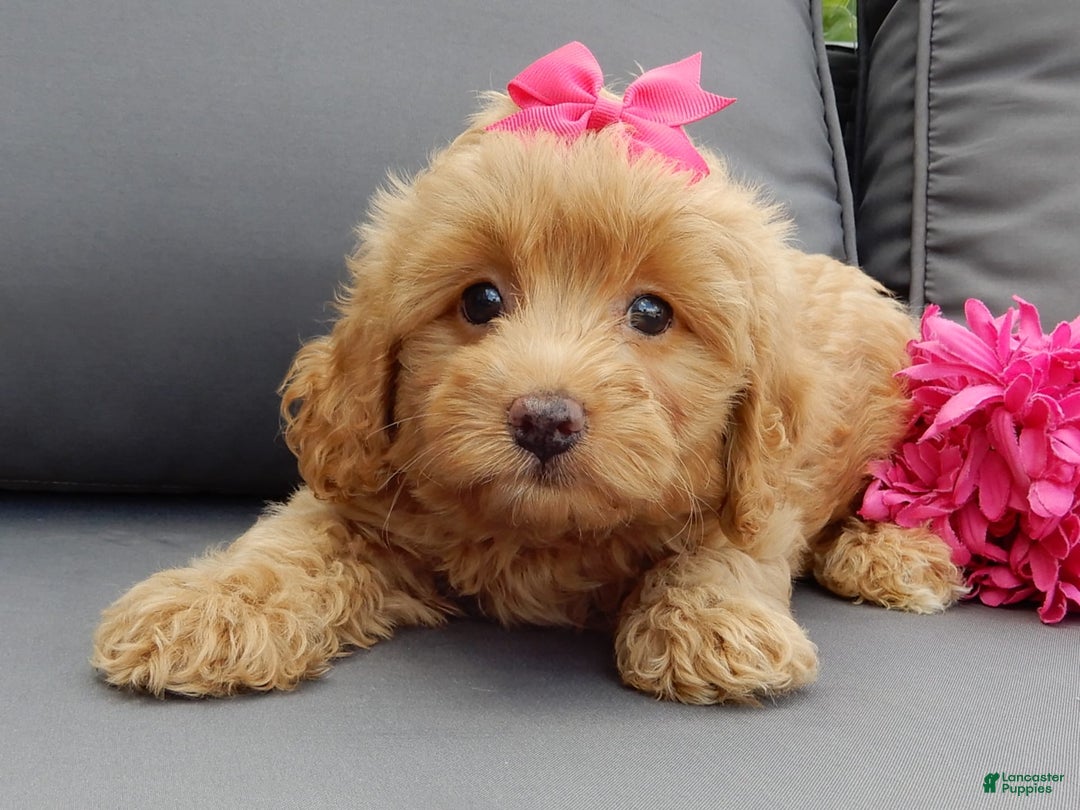 Cavapoo dogs for sale: Caramel - Image 4