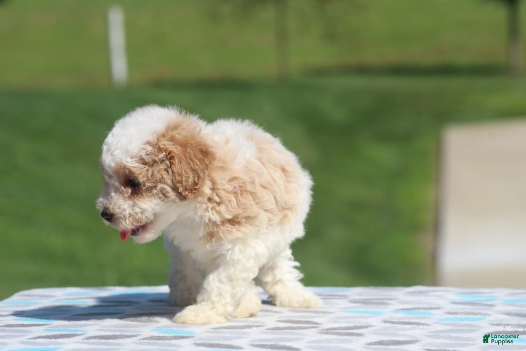 Maltipoo dogs for sale: Charlier - Image 3
