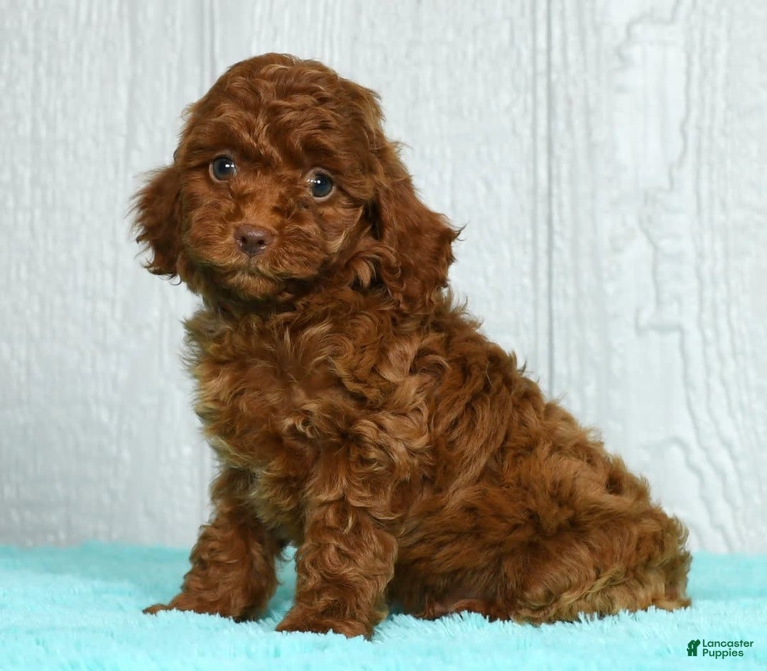 Cavapoo dogs for sale: Bobby - Image 1