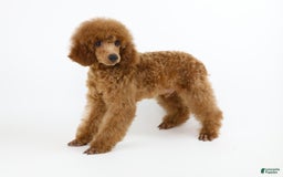 Miniature Poodle dogs for sale: Chase - Image 4