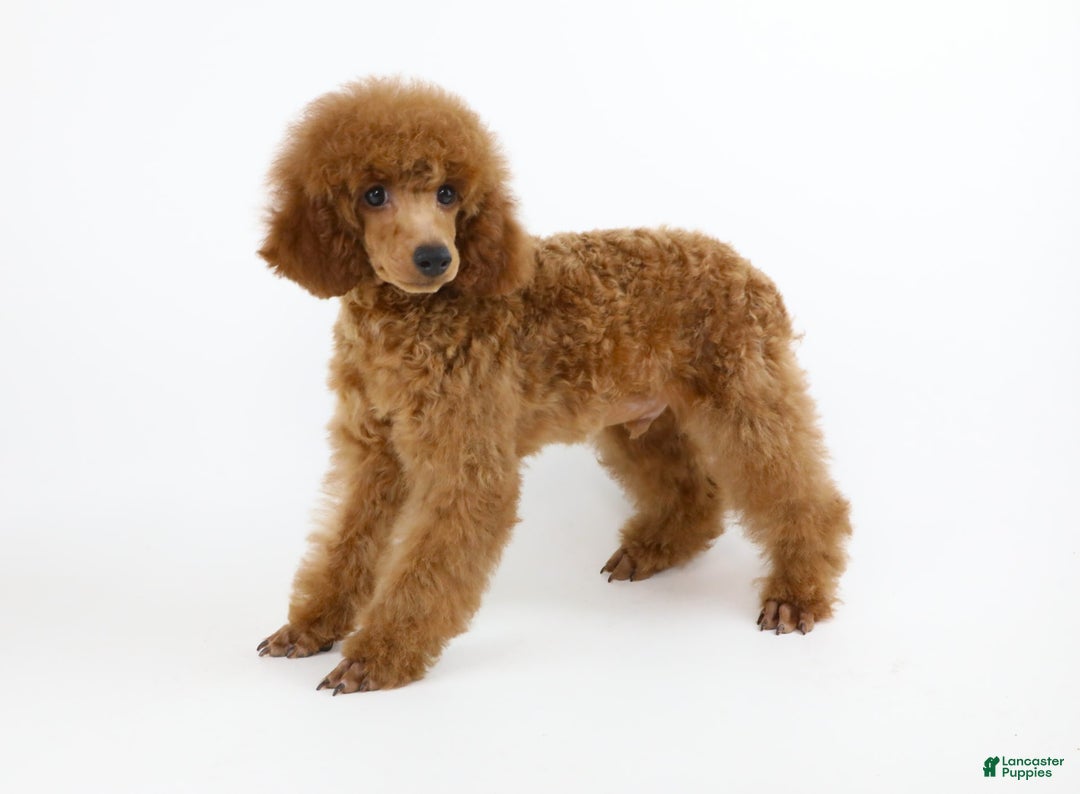 Miniature Poodle dogs for sale: Chase - Image 4