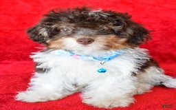 Shihpoo dogs for sale: Tysona - Image 4