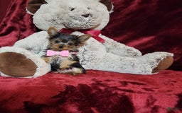 Yorkshire Terrier dogs for sale: Munchkin - Image 1
