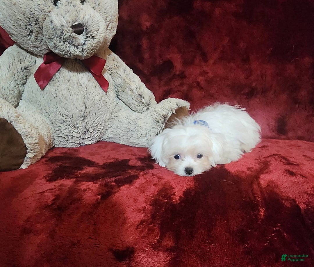 Malshi dogs for sale: Kona - Image 1
