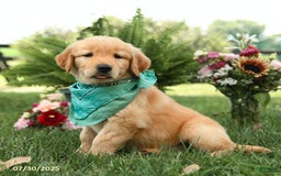 Golden Retriever dogs for sale: Mauve - Image 4