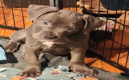 American Bully dogs for sale: Razor Edge Pup - Image 6