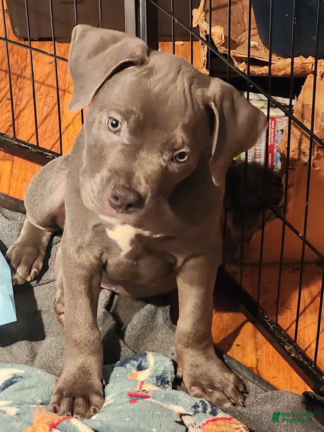 American Bully dogs for sale: Razor Edge Pup - Image 6