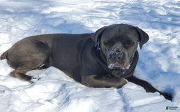 Cane Corso dogs for sale: Dark Pink - Image 3