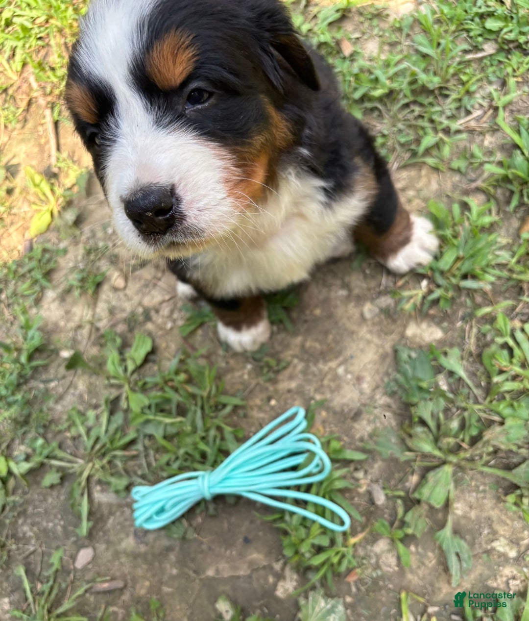 Bernese Mountain Dog dogs for sale: Aqua - Image 7