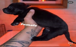 Presa Canario dogs for sale: Nia - Image 1