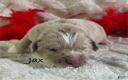 Newfoundland dogs for sale: Jax - Image 6