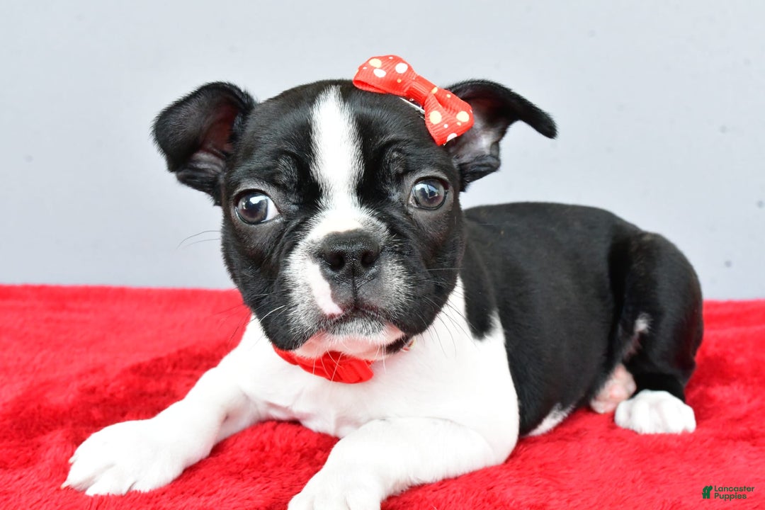 Boston Terrier dogs for sale: Mason - Image 3