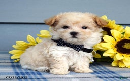 Maltipoo dogs for sale: Nevin - Image 4