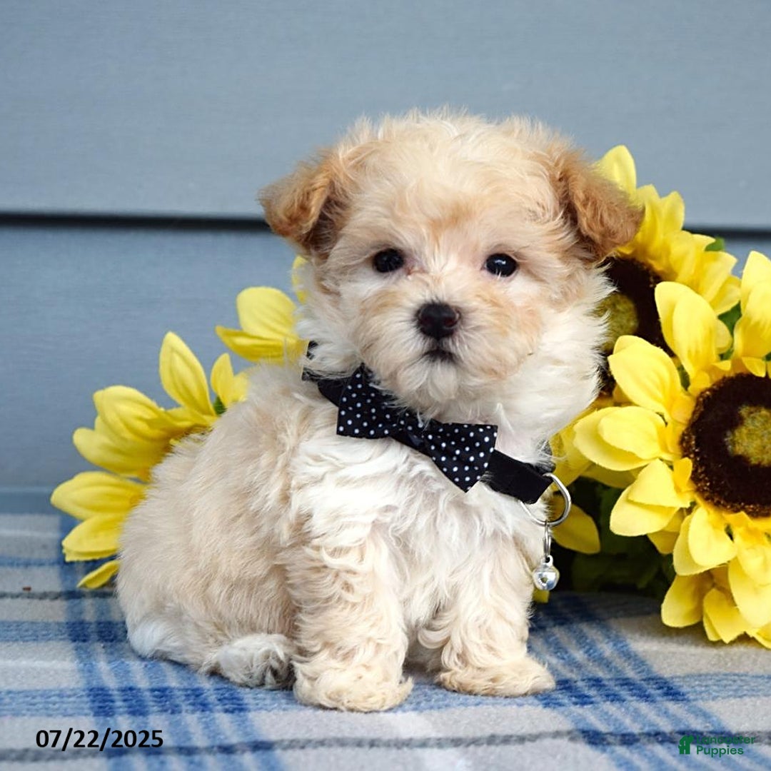 Maltipoo dogs for sale: Nevin - Image 4