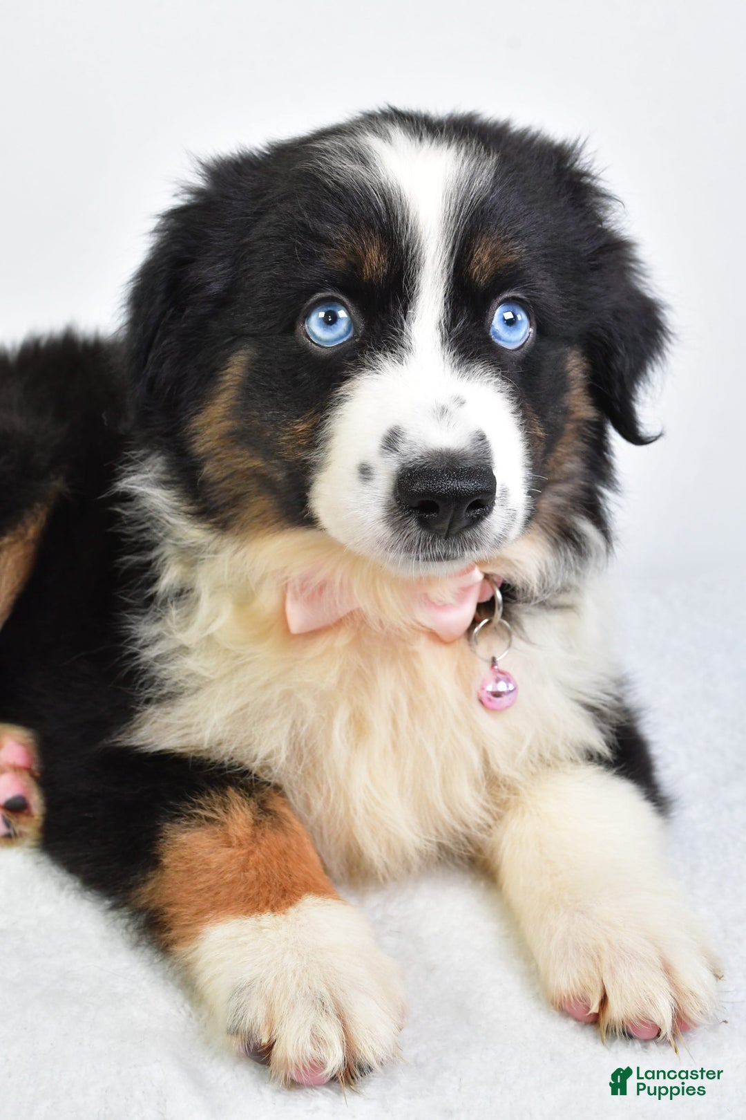 Miniature Australian Shepherd dogs for sale: Jody - Image 5