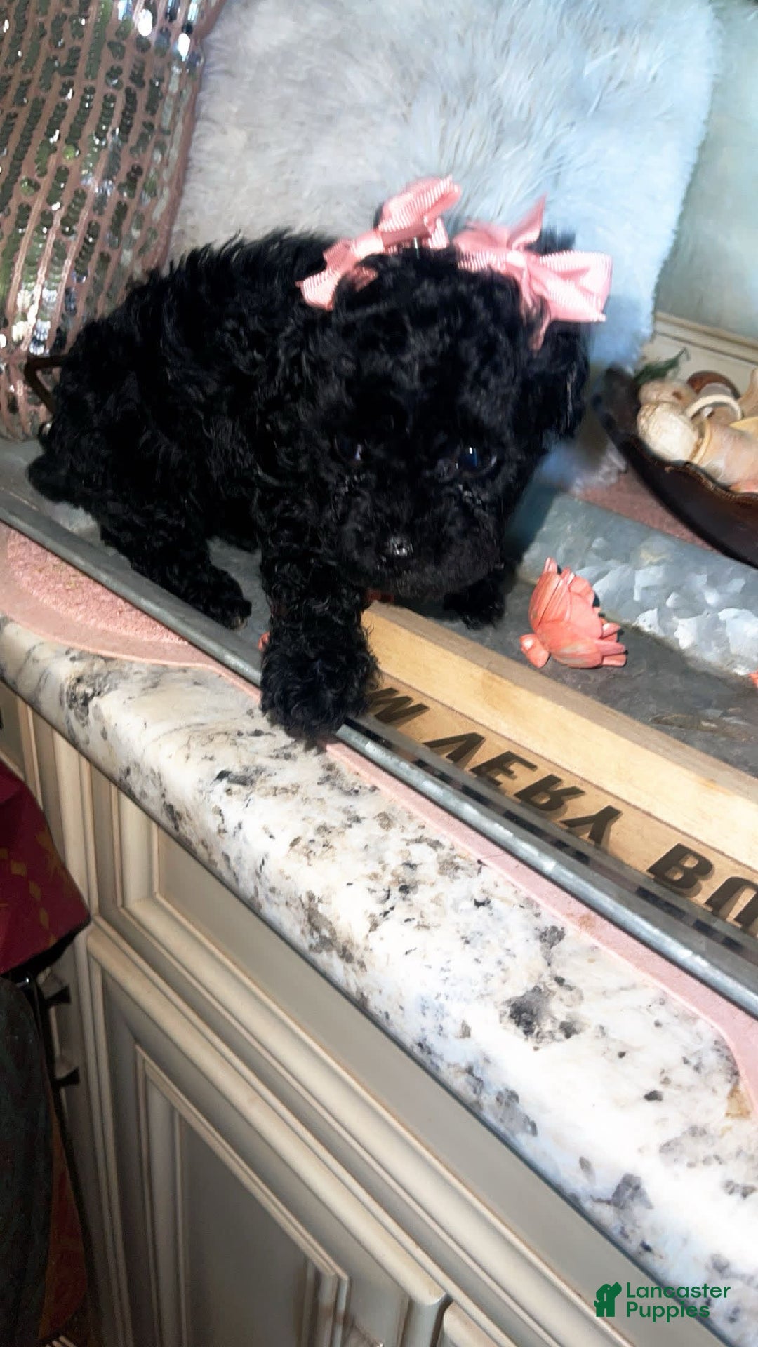 Toy Poodle dogs for sale: Nola - Image 6