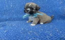 Morkie dogs for sale: Jubby - Image 1