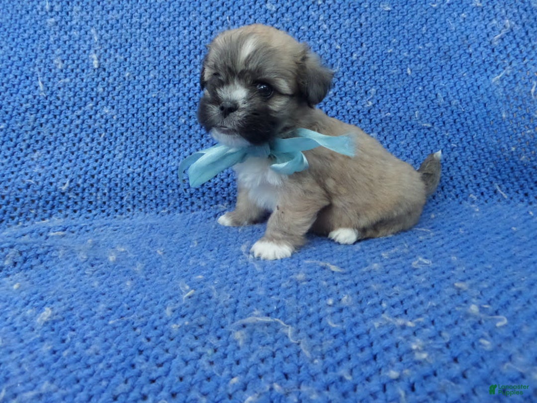 Morkie dogs for sale: Jubby - Image 1