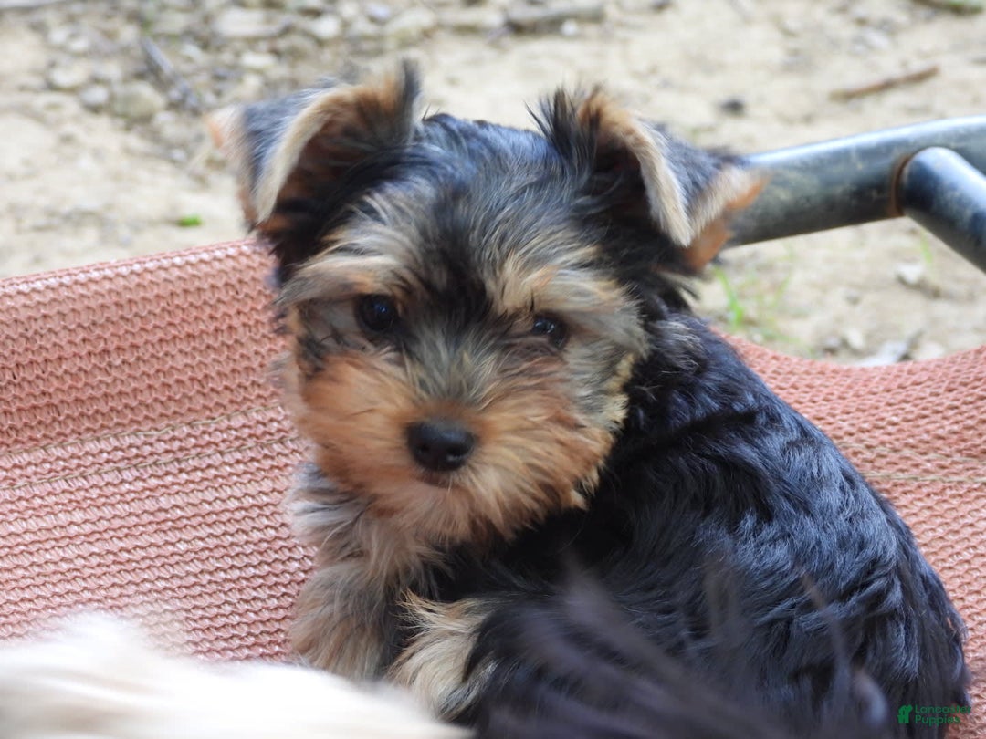 Yorkshire Terrier dogs for sale: Cc - Image 12
