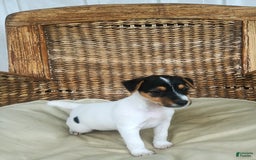 Jack Russell Terrier dogs for sale: Josie - Image 2