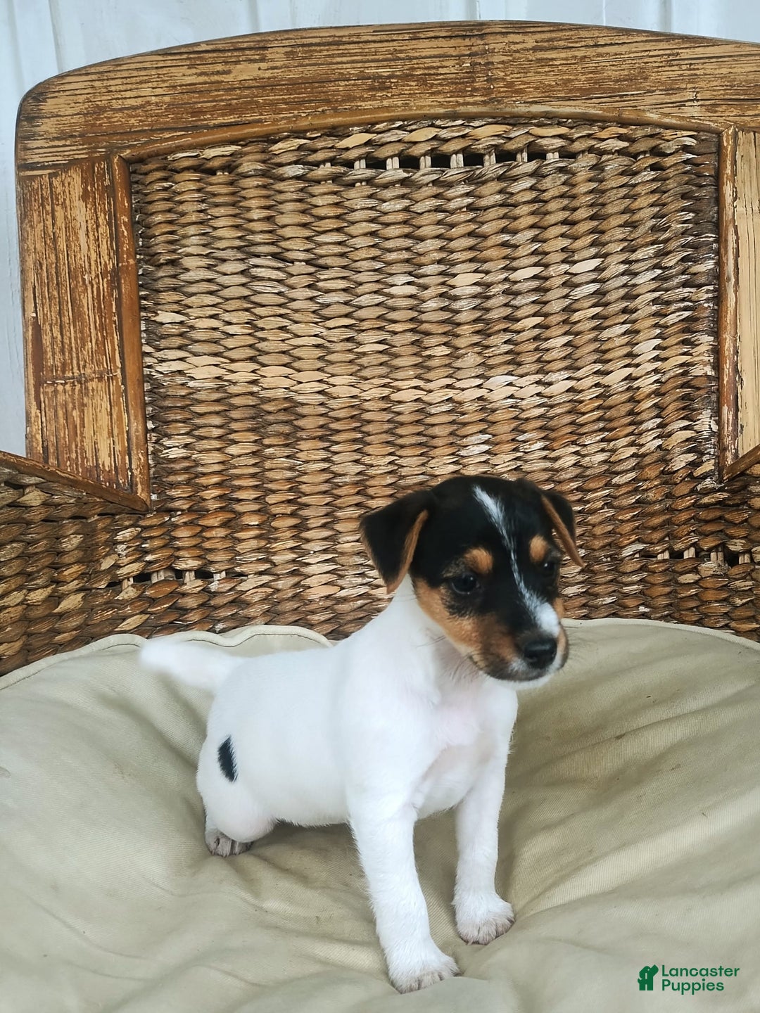 Jack Russell Terrier dogs for sale: Josie - Image 2