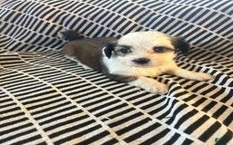 Malshi dogs for sale: Winnie - Image 1