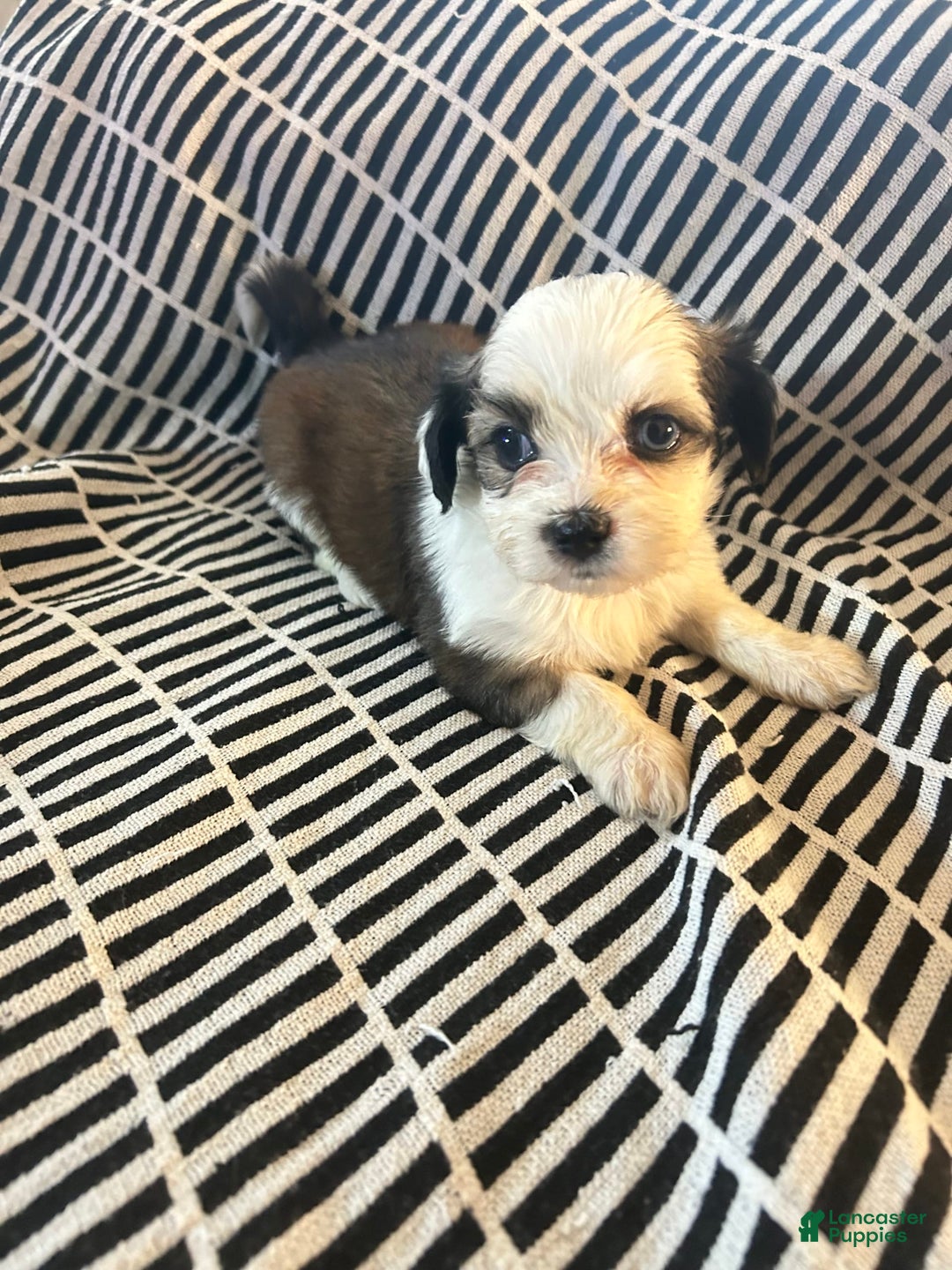 Malshi dogs for sale: Winnie - Image 1