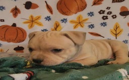 American Bully dogs for sale: National Champion Jack - Image 21