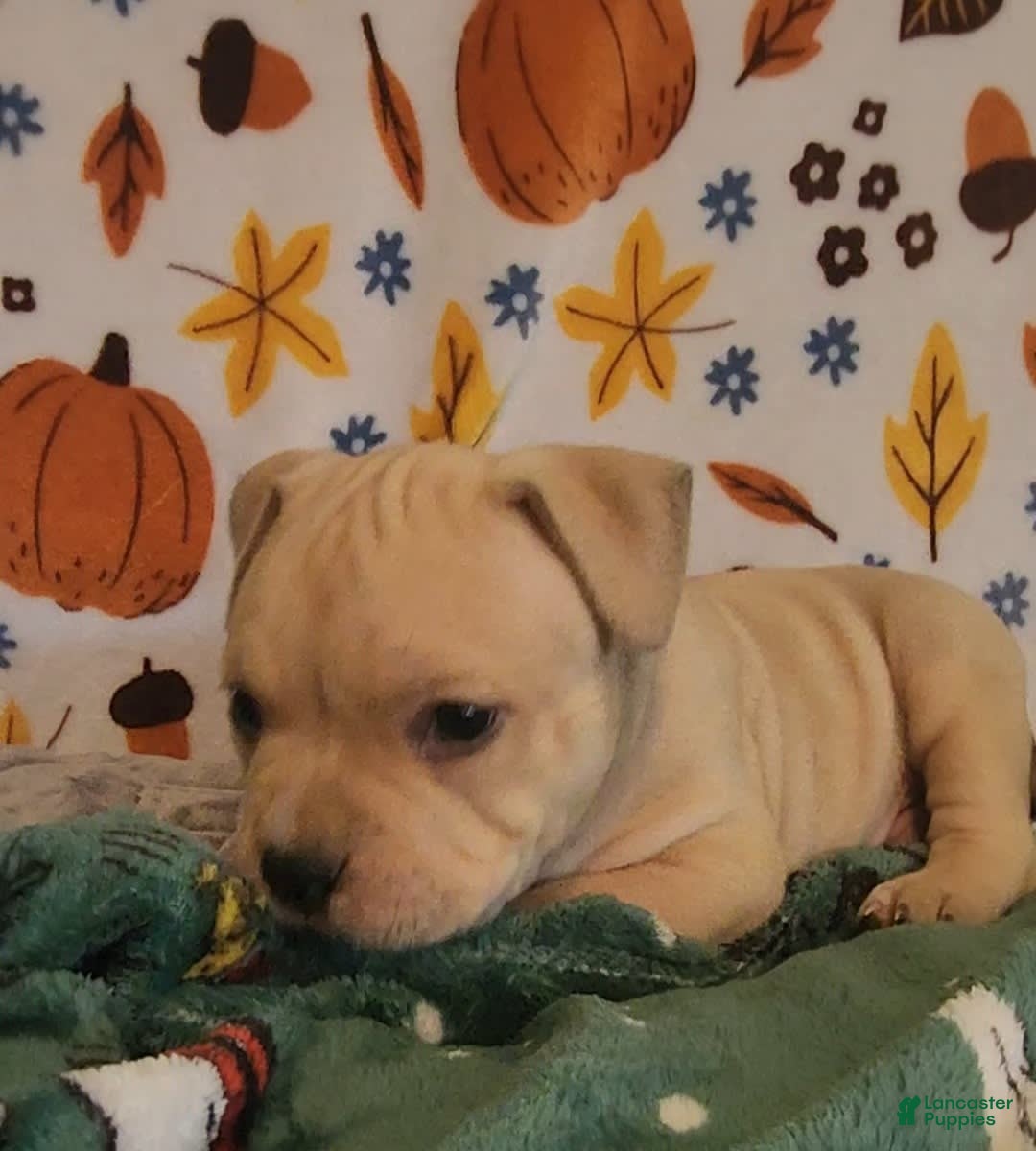 American Bully dogs for sale: National Champion Jack - Image 21