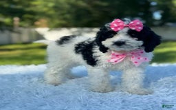 Goldendoodle dogs for sale: Molly - Image 11