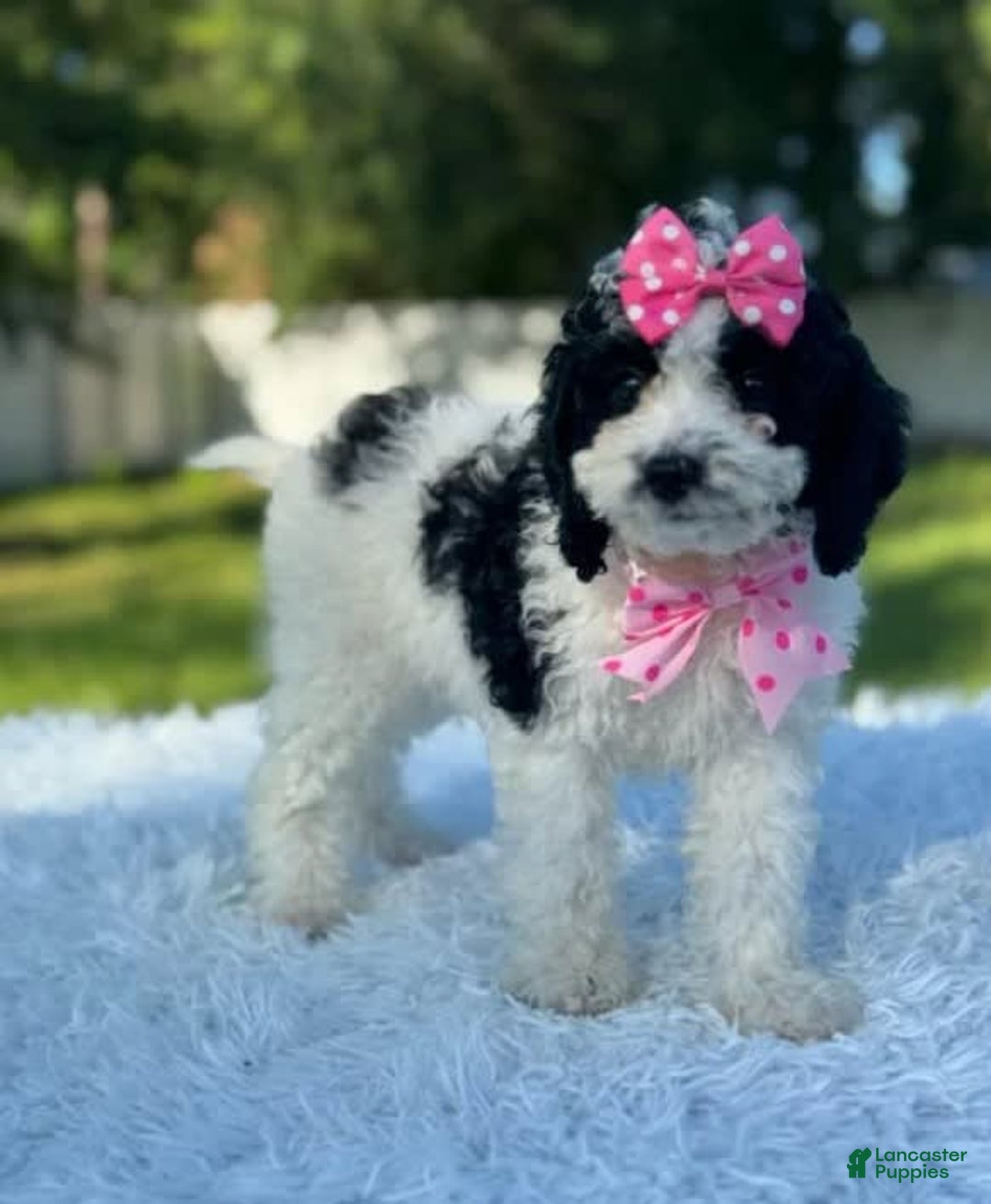 Goldendoodle dogs for sale: Molly - Image 11