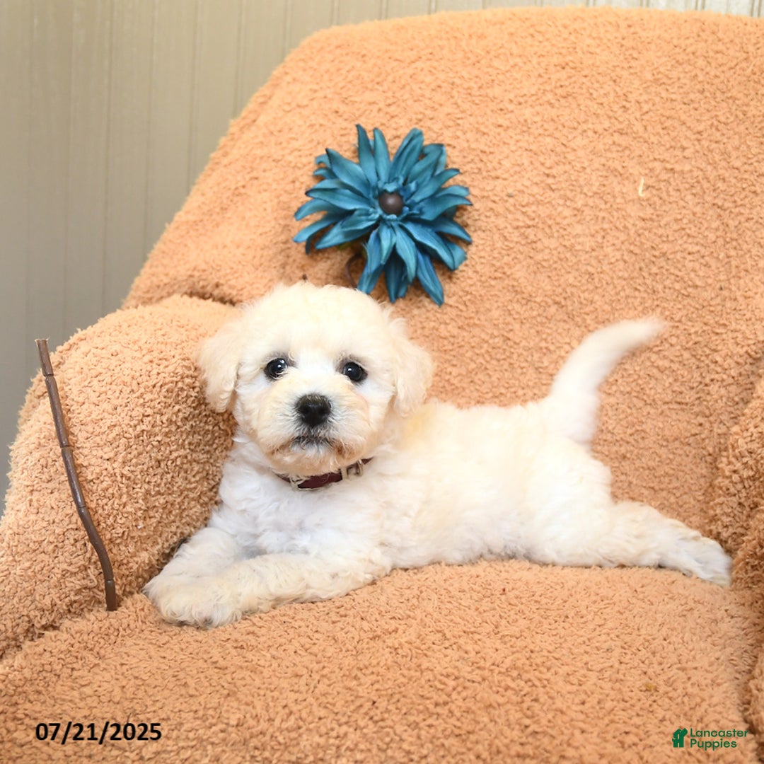 Bichon Frise dogs for sale: Kooper - Image 3