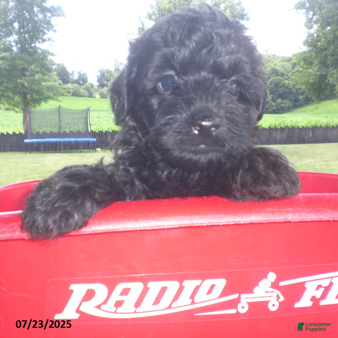 Yorkiepoo dogs for sale: Mack - Image 10