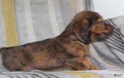 Miniature Dachshund dogs for sale: Zero - Image 11