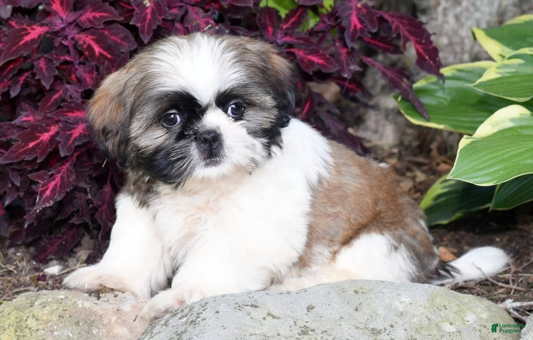 Shih Tzu dogs for sale: Denali - Image 3