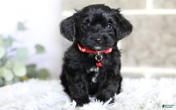 Yorkiepoo dogs for sale: Button - Image 10