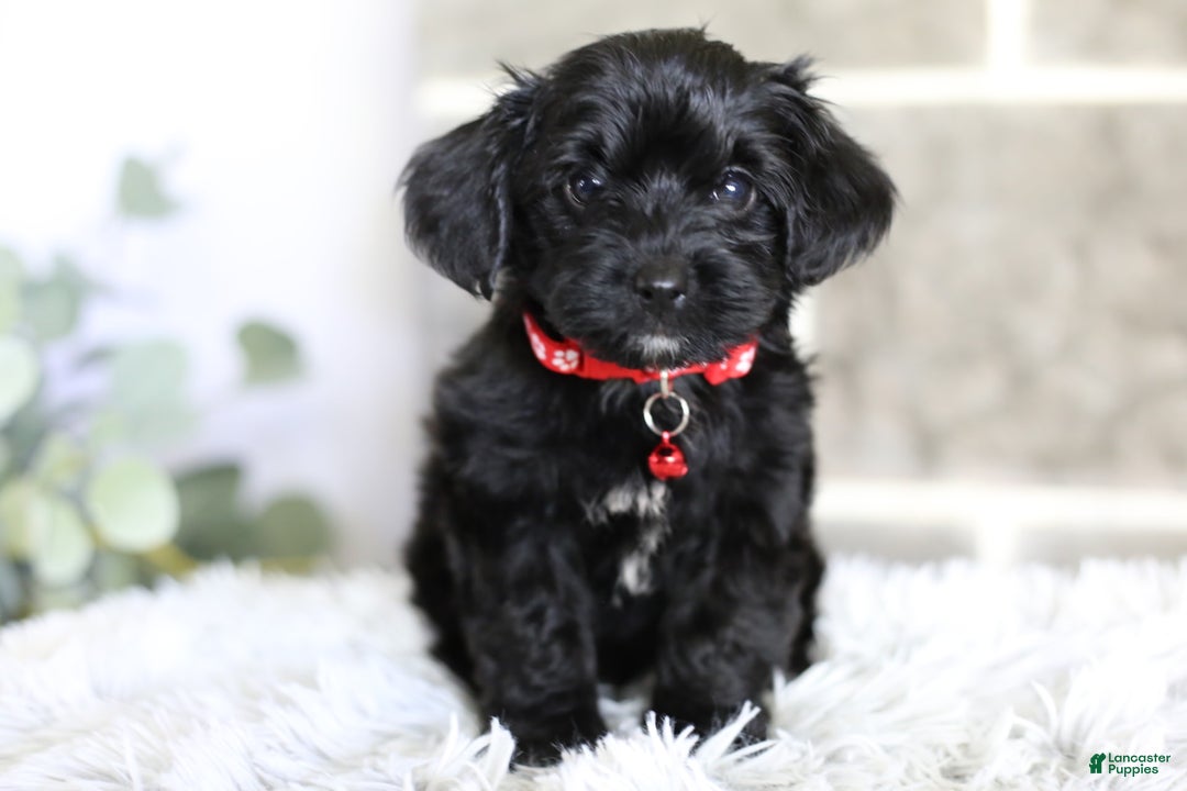 Yorkiepoo dogs for sale: Button - Image 10